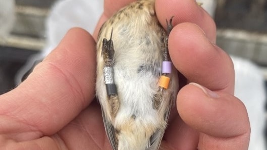 Have you seen these rings?: Ringed twite (c) RSPB Shetland