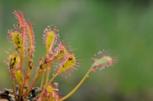 Oblong-leaved sundew original ©Lorne Gill NatureScot