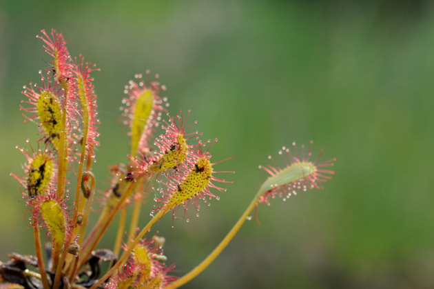 Oblong-leaved sundew original ©Lorne Gill NatureScot