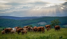 cows windmills 3000px - Press release m429293