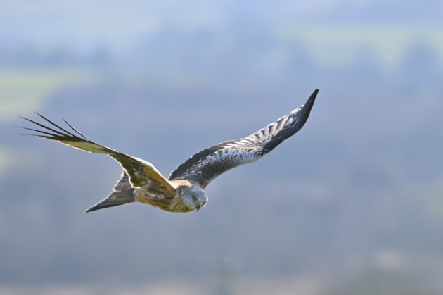 Red kite - landscape - free use but credit Lorne Gill-NatureScot