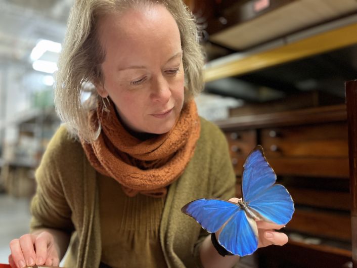 Butterflies at Leeds Discovery Centre: Clare Brown, Leeds Museums and Galleries' curator of natural sciences holds a Blue Morpho, among the largest butterflies in the world, with wings spanning from five to eight inches. 
Found in Central and South America, the butterfly’s vivid blue colouring comes from light reflected off microscopic scales on the backs of its wings.