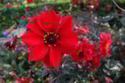 Bishop Of Llandaff -  credit Taylors Bulbs: Bishop Of Llandaff -  credit Taylors Bulbs