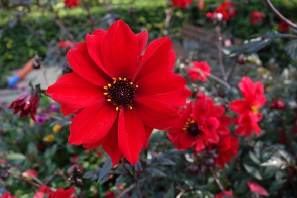 Bishop Of Llandaff -  credit Taylors Bulbs