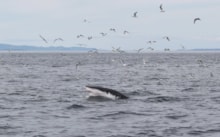 Whale / Muc-mhara (c) HWDT