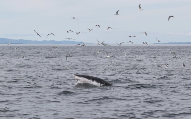 Whale / Muc-mhara (c) HWDT