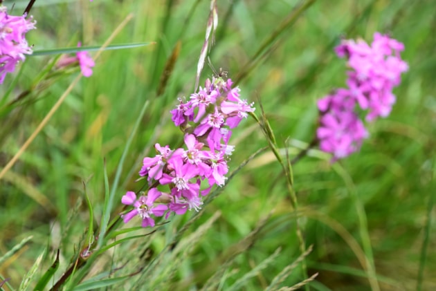 Sticky catchfly close up ©Lindsay Mackinlay