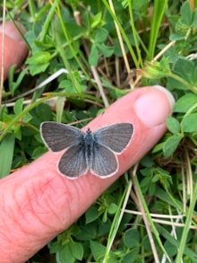 Small Blue (c) Tracy Munro (1)