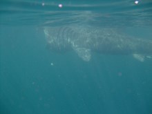 Basking shark viewed from under water (c)SNH: Basking shark viewed from under water (c)SNH