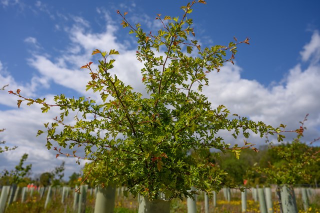 HS2 announces new landmark as 700,000 trees planted and over 100 new ...