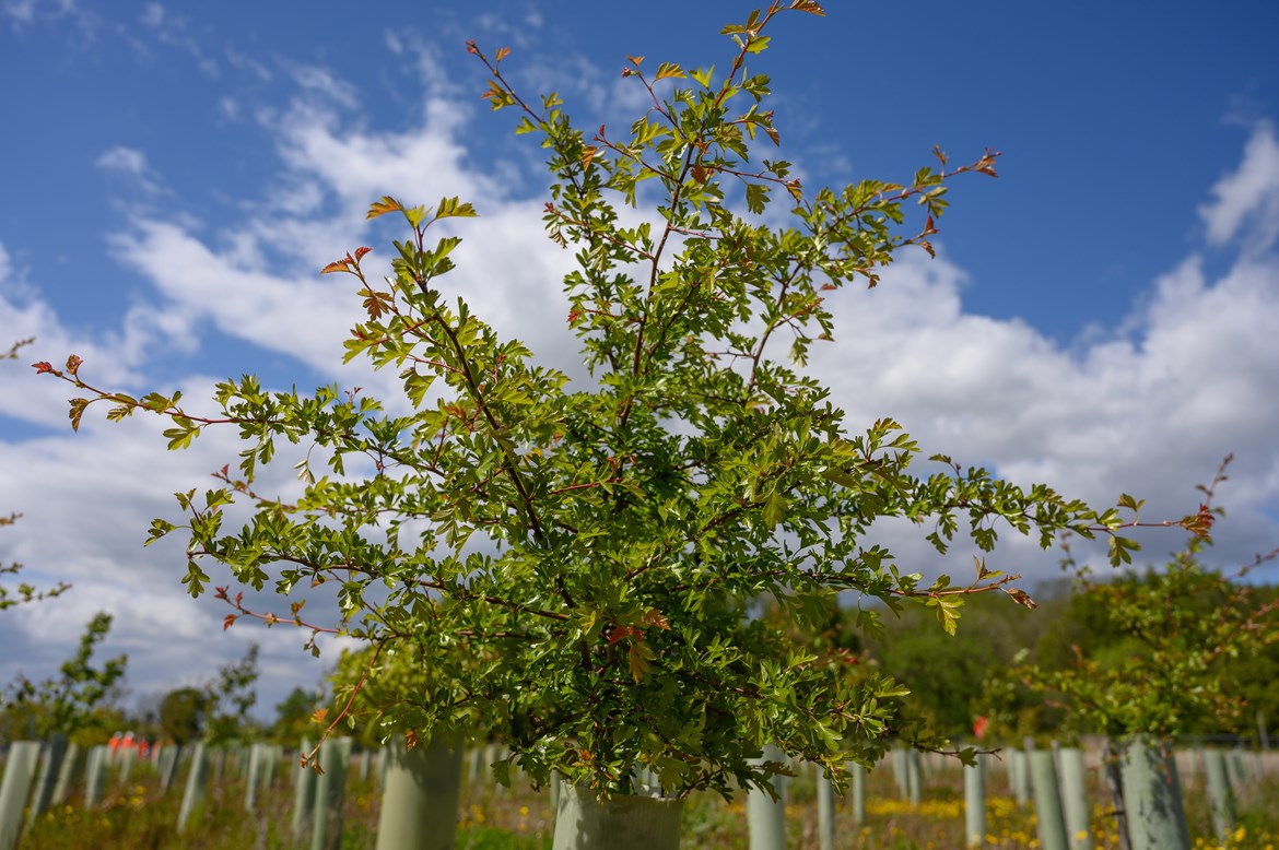 HS2 announces new landmark as 700,000 trees planted and over 100 new habitats thriving on Phase One of the project: Cubbington Wood, Warwickshire