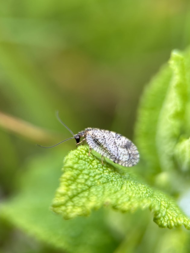 Bordered Brown Lacewing (c) Caitlin McLeod (4) (1)