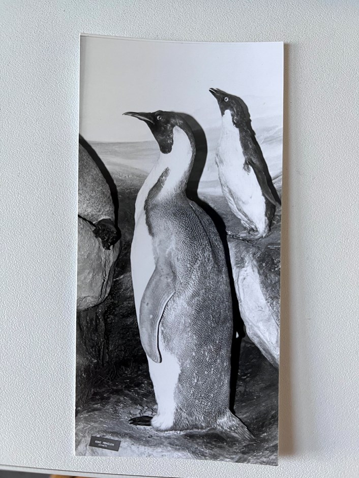 Penguin on ice: The emperor penguin when it was on display at Salford Museum and Art Gallery, before it came to Leeds in the 1980s.