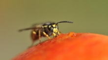 A common Wasp feeding on a fallen apple.Free use - credit Lorne Gill-NatureScot: A common Wasp feeding on a fallen apple.Free use - credit Lorne Gill-NatureScot