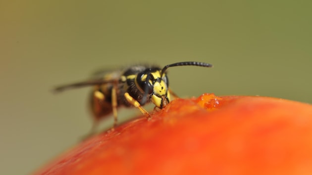 Gardeners urged to help pollinators this autumn by taking a break: A common Wasp feeding on a fallen apple.Free use - credit Lorne Gill-NatureScot