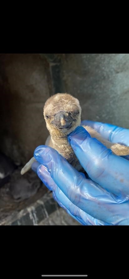 Lotherton penguin chicks: The penguin chicks at Lotherton when they were just a week old after hatching during lockdown.