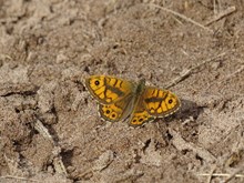 Tentsmuir NNR - wall butterfly - credit NatureScot-Esther Whitford