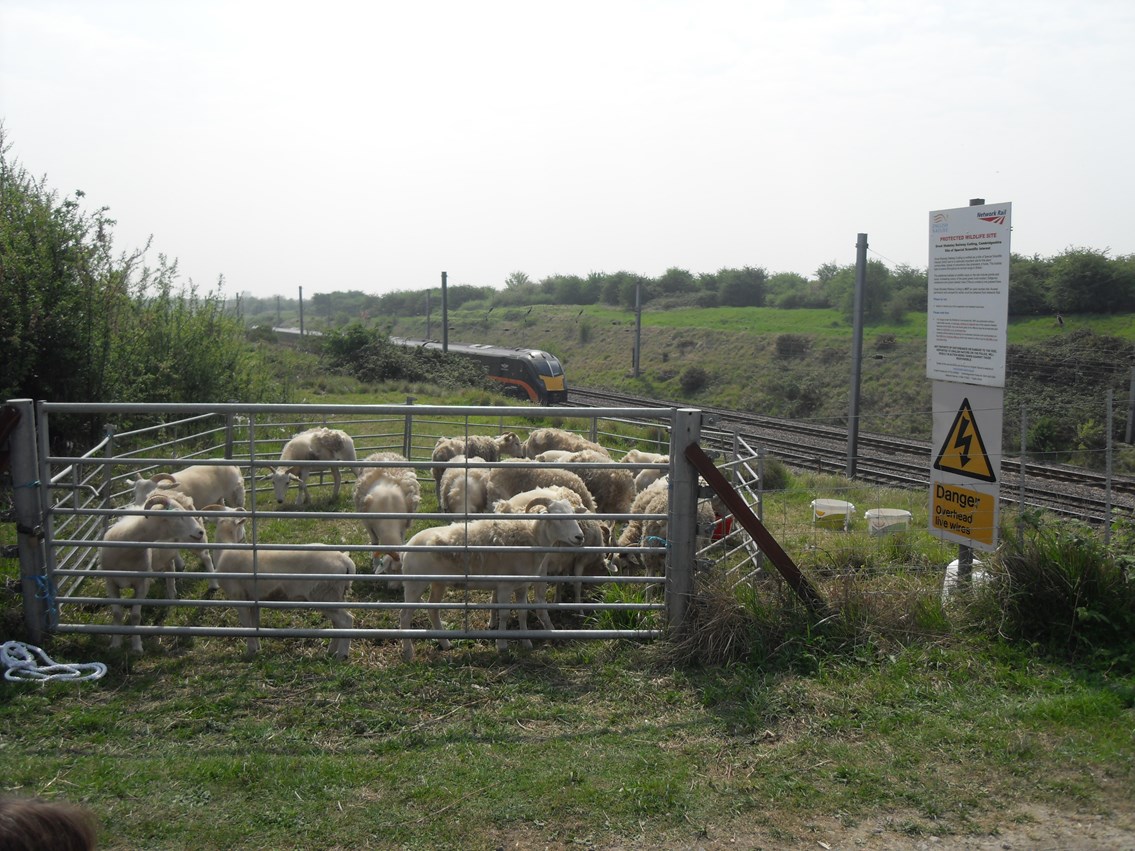 Sheep at Great Stukeley SSSI, Huntingdon