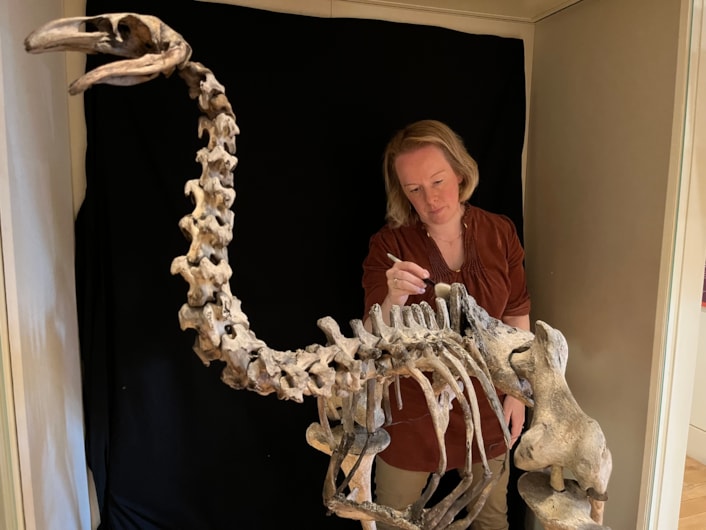 Moa cleaning: Clare Brown, Leeds Museums and Galleries' curator of natural sciences cleans the incredibly rare and complete bones of the heavy-footed moa, a huge flightless bird which once roamed parts of New Zealand. The bones are on display at Leeds City Museum.