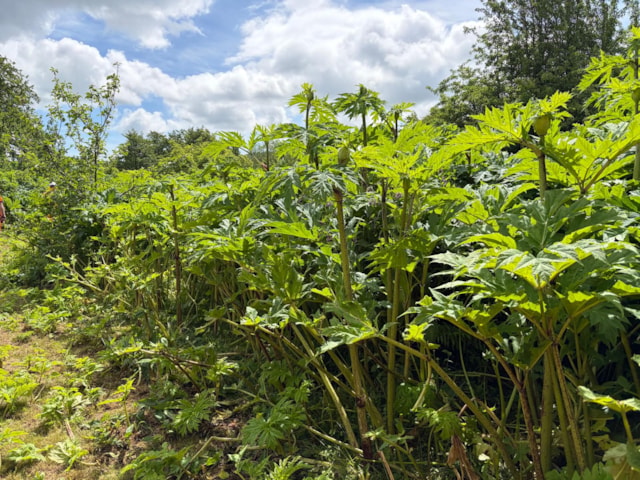 Giant Hogweed-2: Giant Hogweed-2