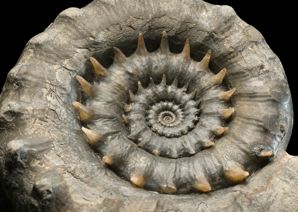 Jurassic ammonite fossil - by permission of Amgueddfa Cymru - Museum Wales