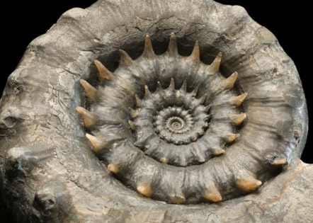 Jurassic ammonite fossil - by permission of Amgueddfa Cymru - Museum Wales