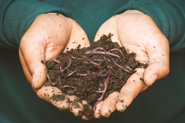 earthworms-on-a-persons-hand