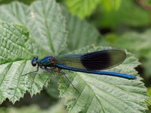 Banded demoiselle - credit David Kitching - for Tentsmuir 2021 new release