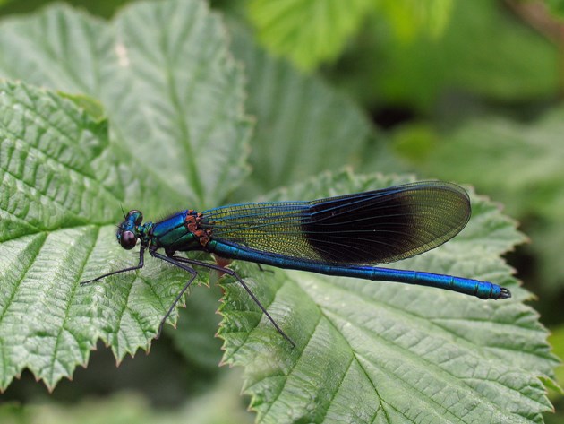 Two species recorded for first time at Tentsmuir nature reserve: Banded demoiselle - credit David Kitching - for Tentsmuir 2021 new release