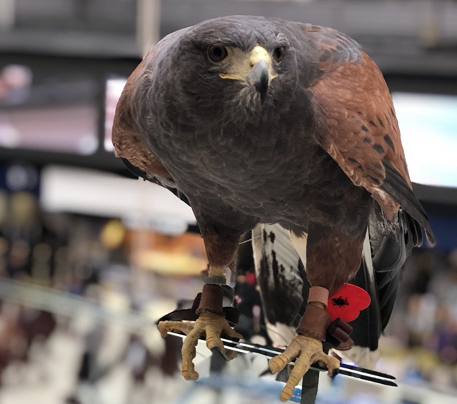 Pigeon patrol takes to the ‘skies’ of Britain’s busiest railway station: Aria at Waterloo cropped