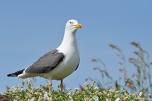 Lesser black-backed gull - credit SNH-Lorne Gill