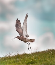 Curlew by Olivia Stubbington: A curlew taking flight from the ground, with wings outstretched. Image credit Olivia Stubbington.
