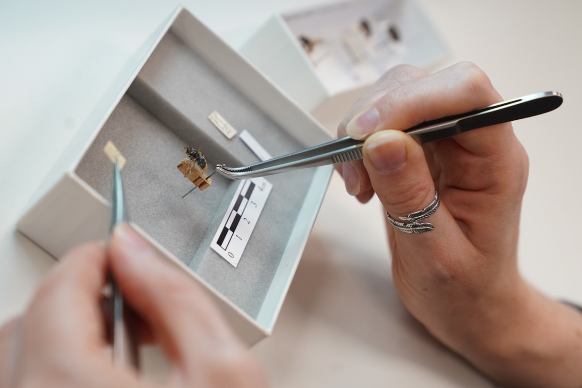DiSSCo first specimen hoverfly digitisation at the National Museums Collection Centre credit Stewart Attwood