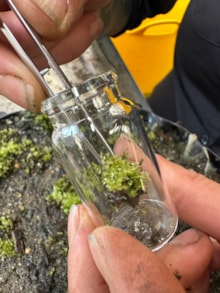 Preparing round leaved bryum for transport credit Royal Botanic Garden Edinburgh