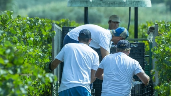 “LE UVE RACCONTANO”: un viaggio tra gli areali vitati della Sicilia: raccoltavigna Ph ColombaBianca