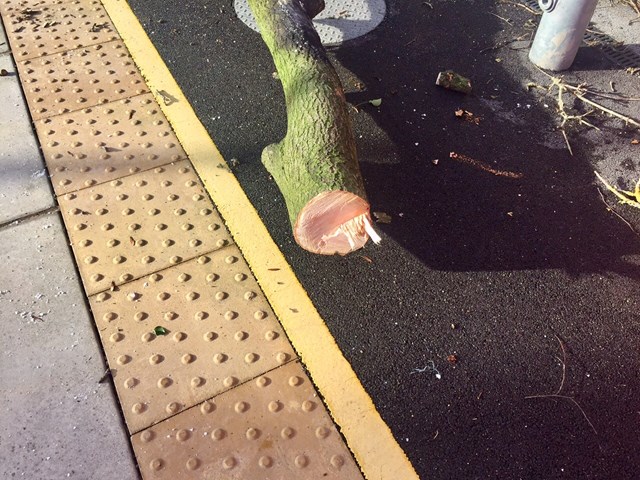 Close up showing the diameter of the branches left on the station platform at Roby