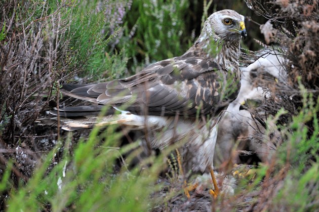 Hen harrier: Free use. Credit NatureScot