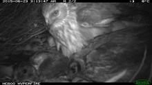 Hen harrier nest camera picture 1