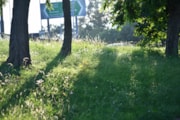 TfL Image - Wildflower Verge on Redbridge Roundabout (3): TfL Image - Wildflower Verge on Redbridge Roundabout (3)