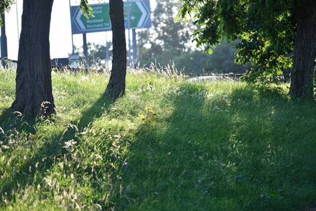TfL Image - Wildflower Verge on Redbridge Roundabout (3)