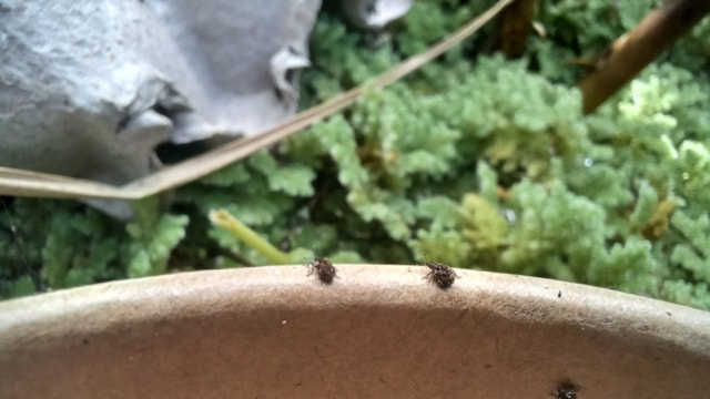 Image 3 - Azolla weevil close up