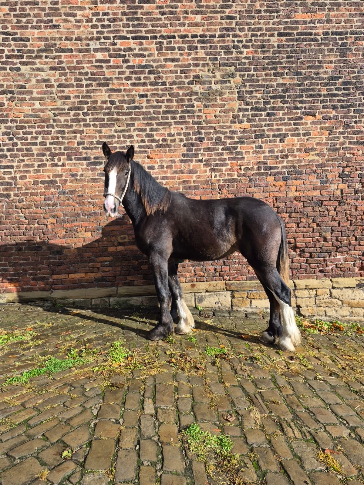 Batley Charlotte Gray-4