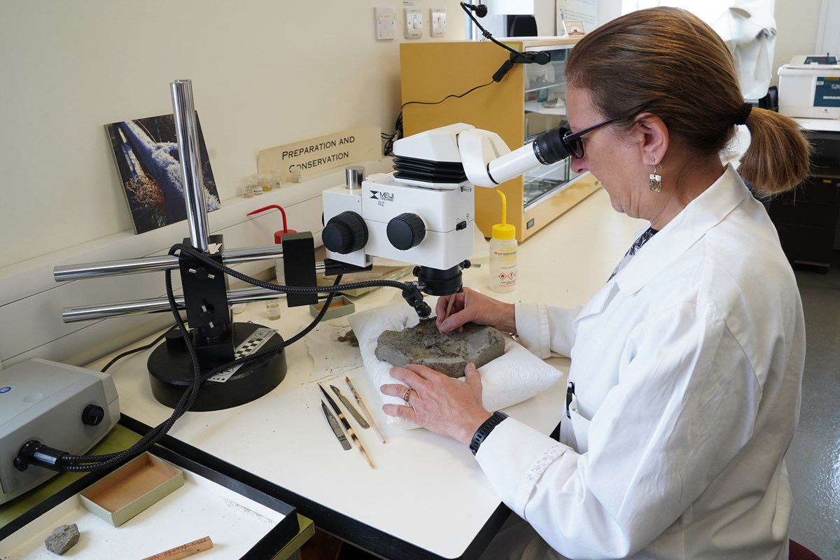 Geological Conservator Vicen Carrio working on a specimen from the Eocene birds collection at National Museums Scotland - credit Stewart Attwood