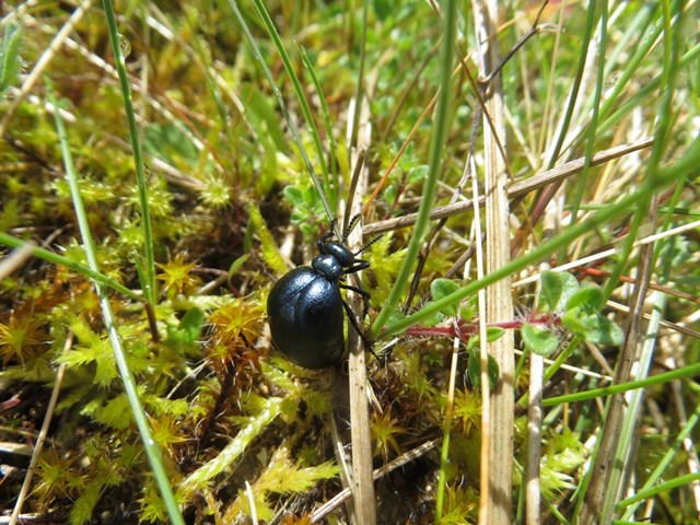 Short-necked Oil Beetle (Meloe brevicollis) 1 © Suzanne Burgess