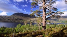 Scot's pine and birch, Loch Maree and Slioch from the woodland trail, Beinn Eighe NNR ©Laurie Campbell NatureScot.: Scot's pine and birch, Loch Maree and Slioch from the woodland trail, Beinn Eighe NNR ©Laurie Campbell NatureScot.