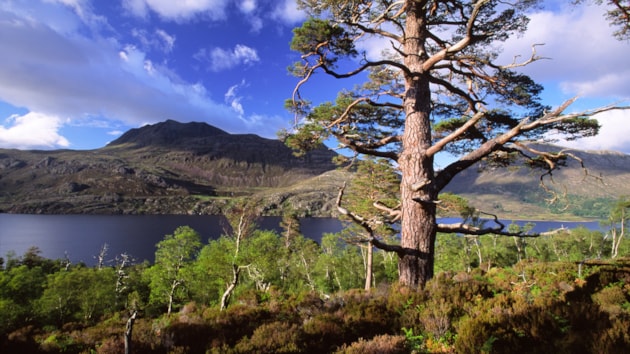 Festive Feature: Scotland’s top winter walks for mind and body: Scot's pine and birch, Loch Maree and Slioch from the woodland trail, Beinn Eighe NNR ©Laurie Campbell NatureScot.