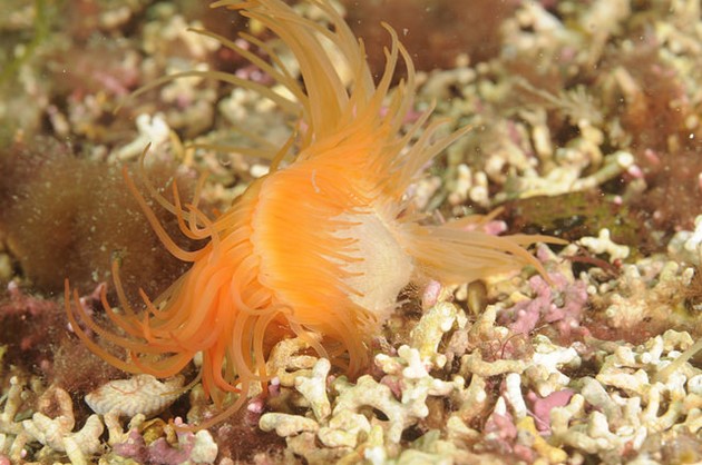 A flame shell on a shallow water maerl bed in outer Loch Carron-2