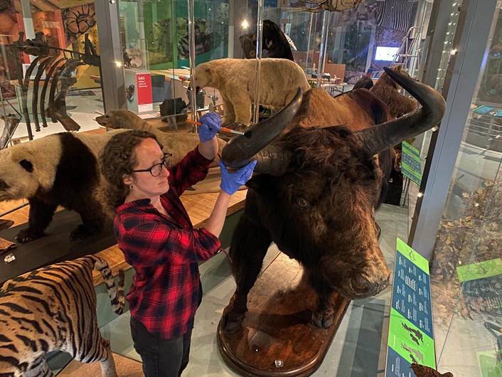 Life on Earth revamp: Rebecca Machin, Leeds Museums and Galleries' curator of natural sciences, cares for specimens of endangered in Leeds City Museum's spectacular Life on Earth galley, which is being revamped. The museum’s gigantic Tibetan yak first arrived in Leeds from Tibet in 1862.