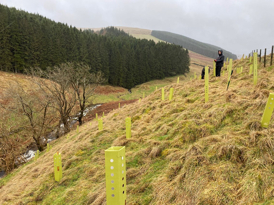 Grant supports community tree planting in Perthshire: Allen water tree planting-2