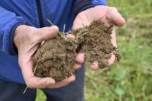 Good soil health at Easter Rattray Farm, Strathmore near Blairgowrie